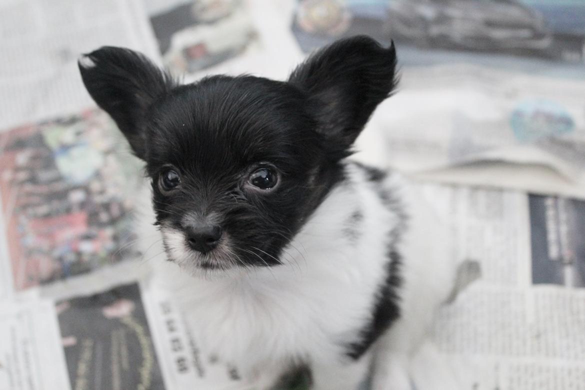 Papillon Joy Sukkermås (RIP) billede 18