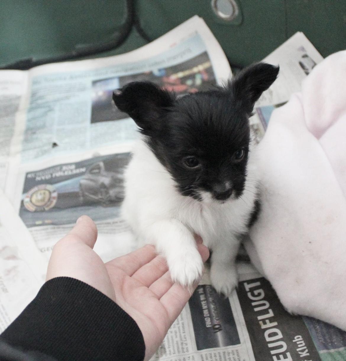 Papillon Joy Sukkermås (RIP) billede 19
