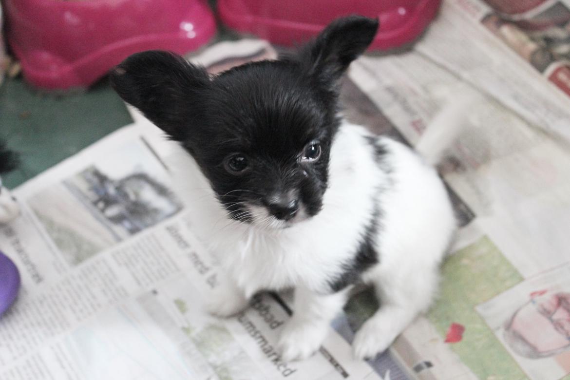 Papillon Joy Sukkermås (RIP) billede 20