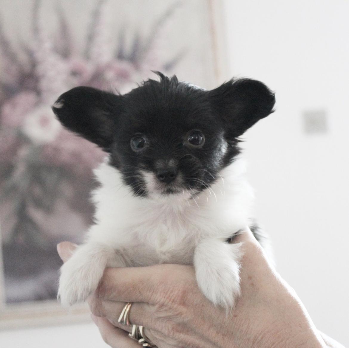 Papillon Joy Sukkermås (RIP) billede 21