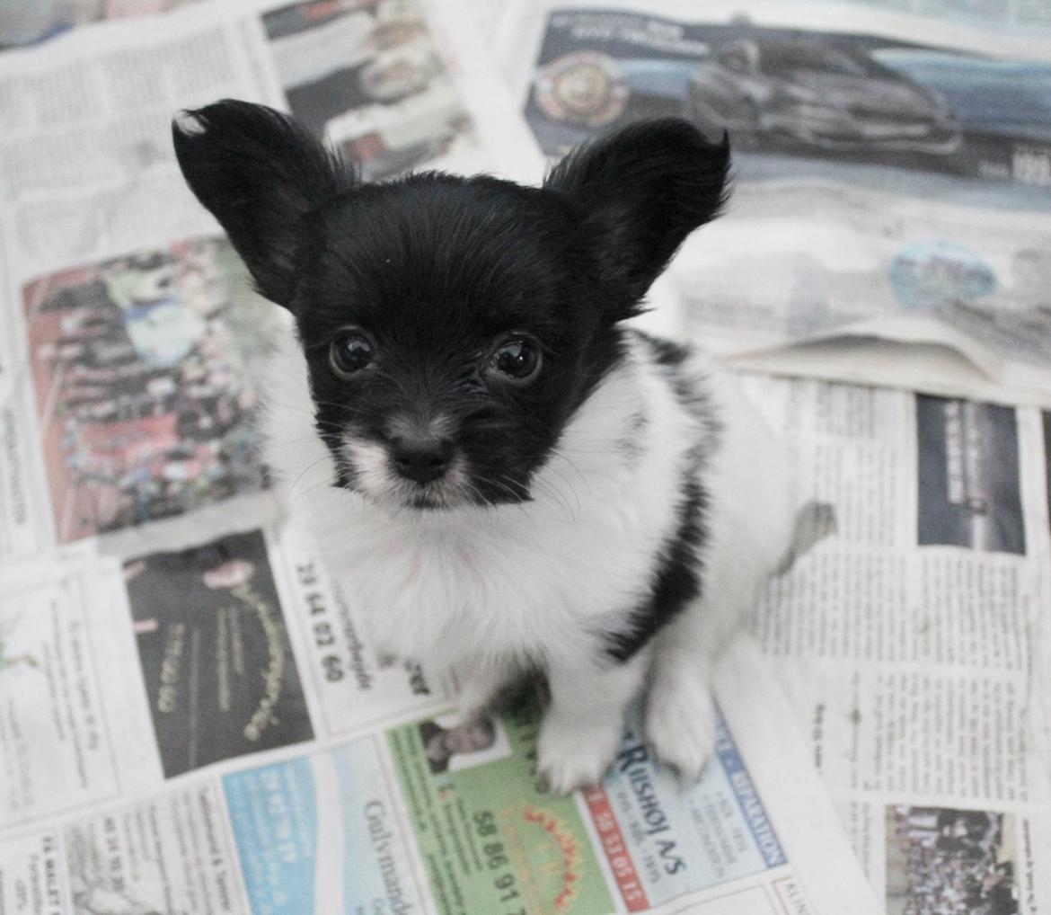 Papillon Joy Sukkermås (RIP) billede 17