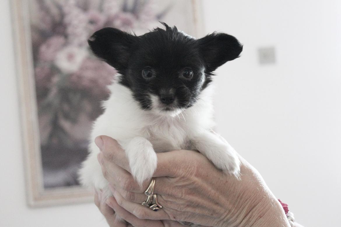 Papillon Joy Sukkermås (RIP) billede 23