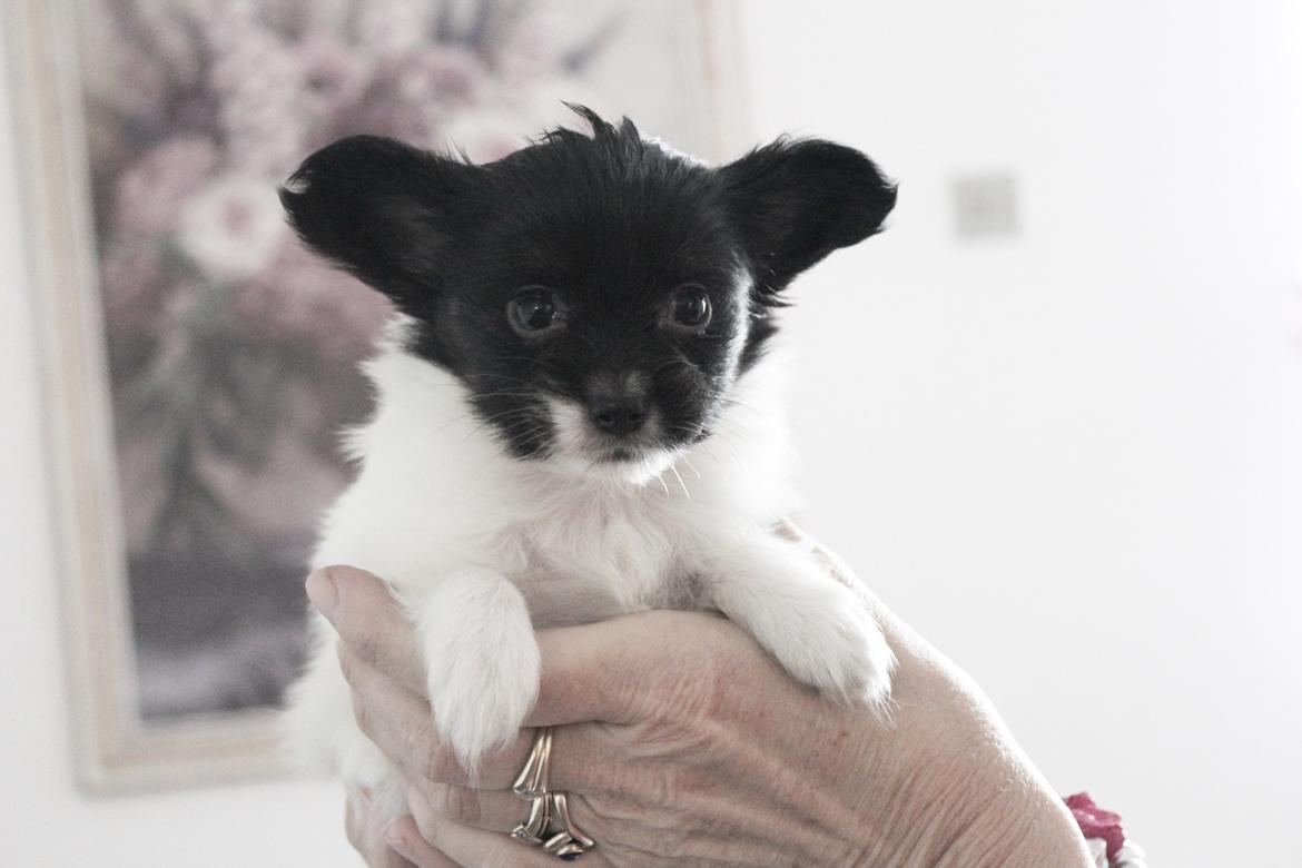 Papillon Joy Sukkermås (RIP) billede 24