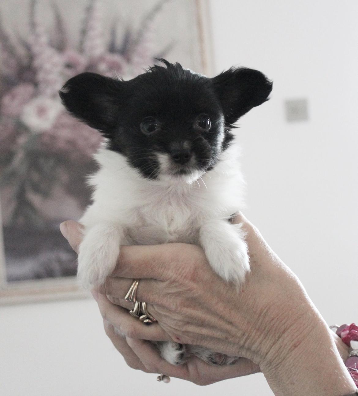 Papillon Joy Sukkermås (RIP) billede 22