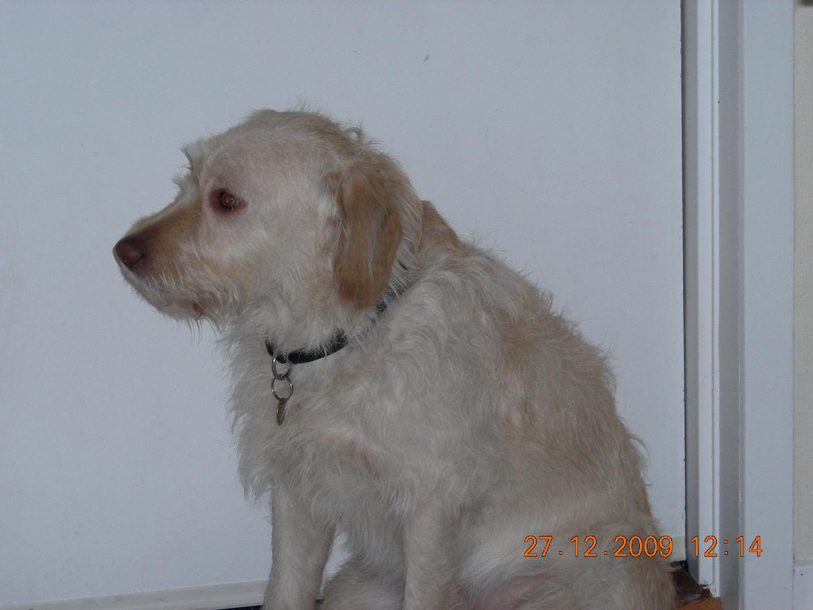 Blanding af racer Sally billede 5