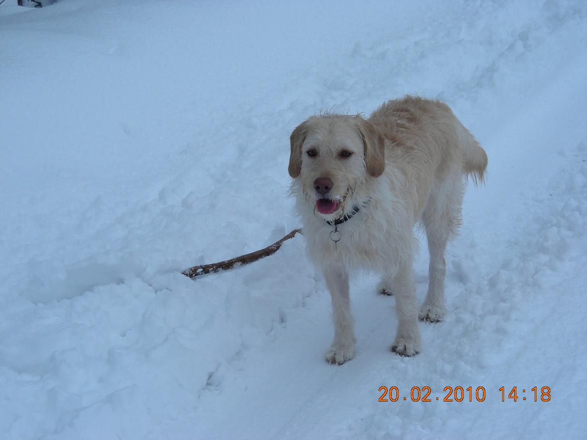 Blanding af racer Sally billede 6