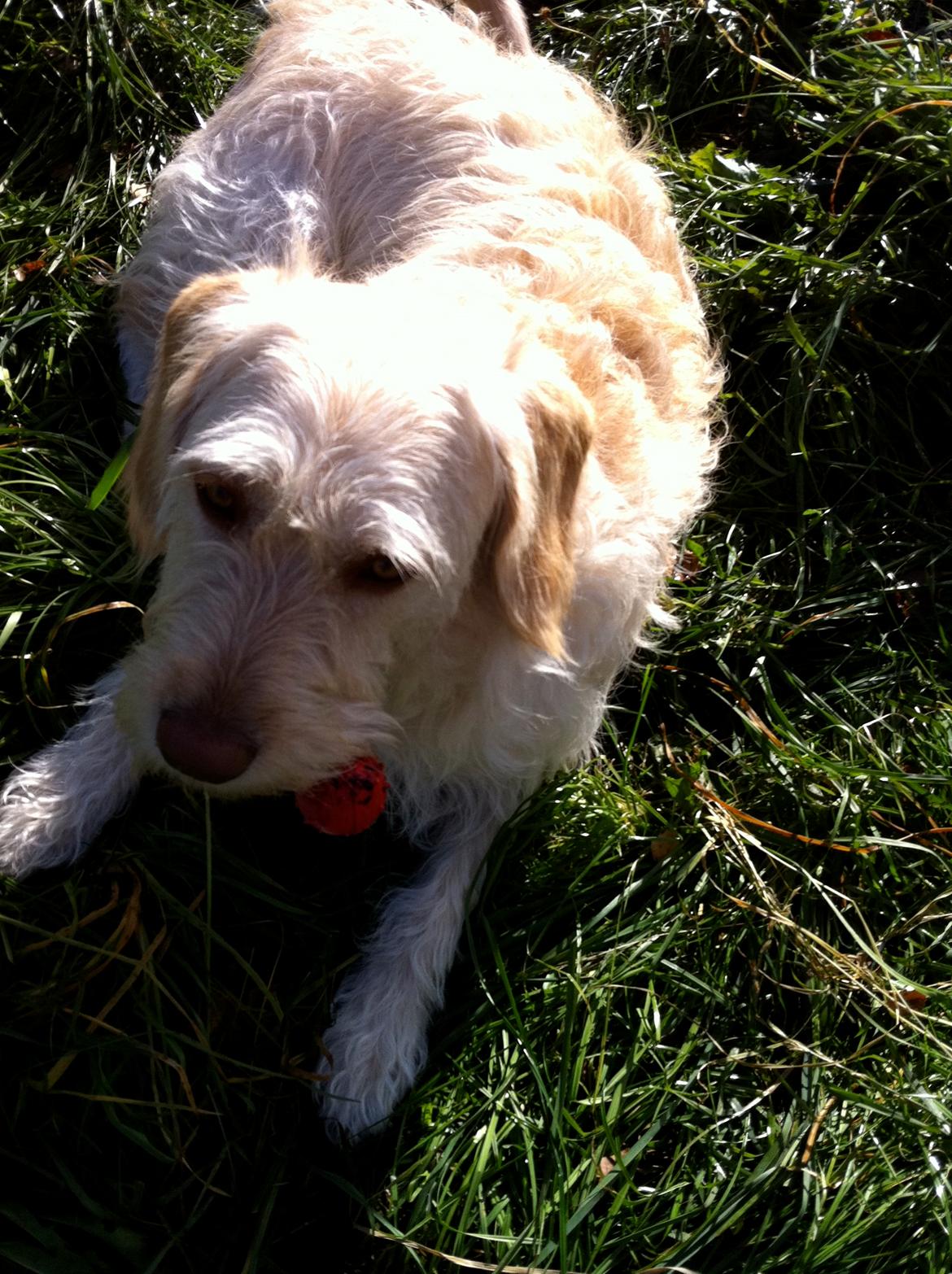 Blanding af racer Sally billede 8