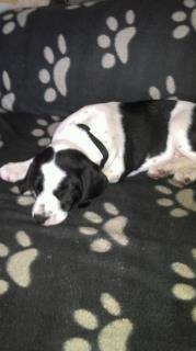 Blanding af racer Tika billede 2