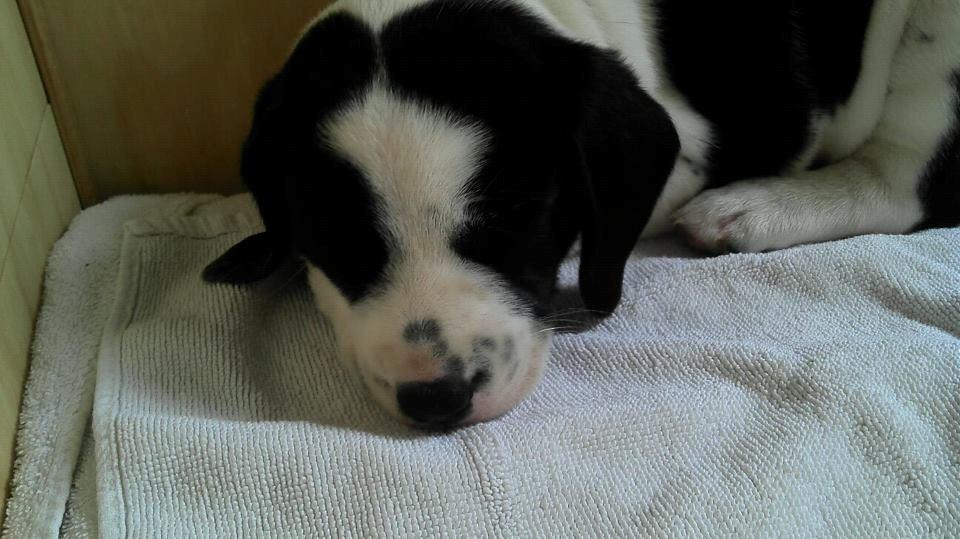 Blanding af racer Tika billede 1