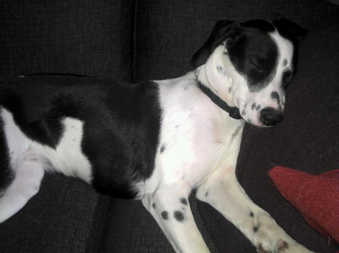 Blanding af racer Tika billede 3