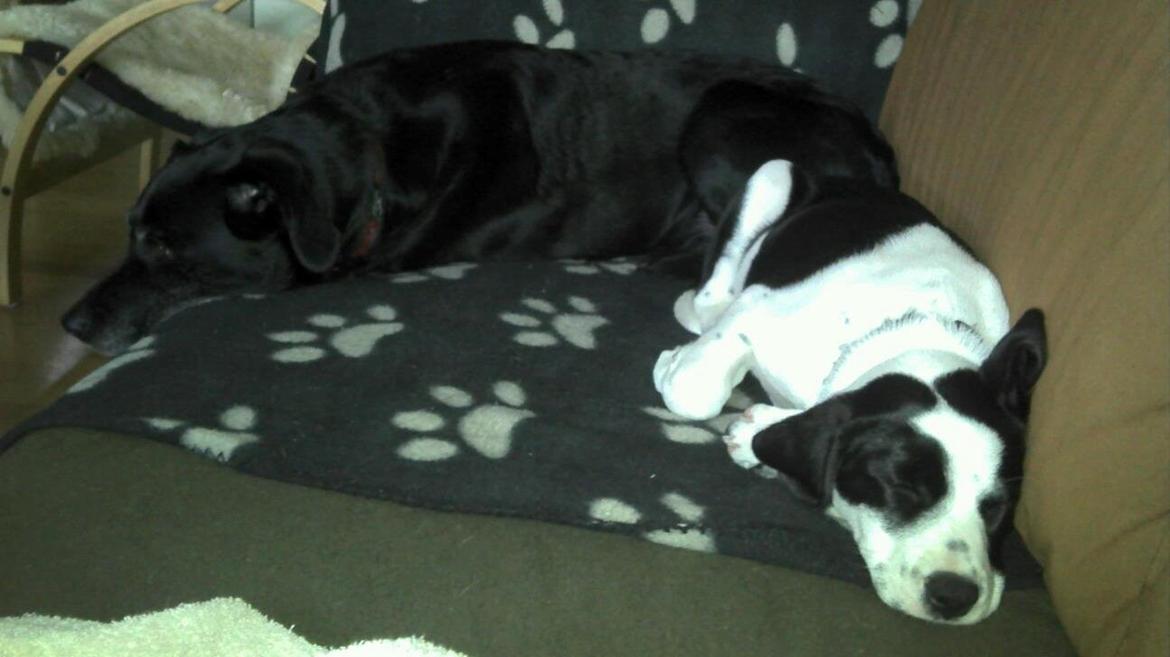 Blanding af racer Tika billede 4