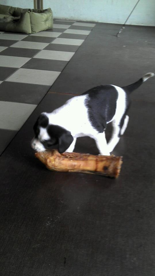 Blanding af racer Tika billede 5