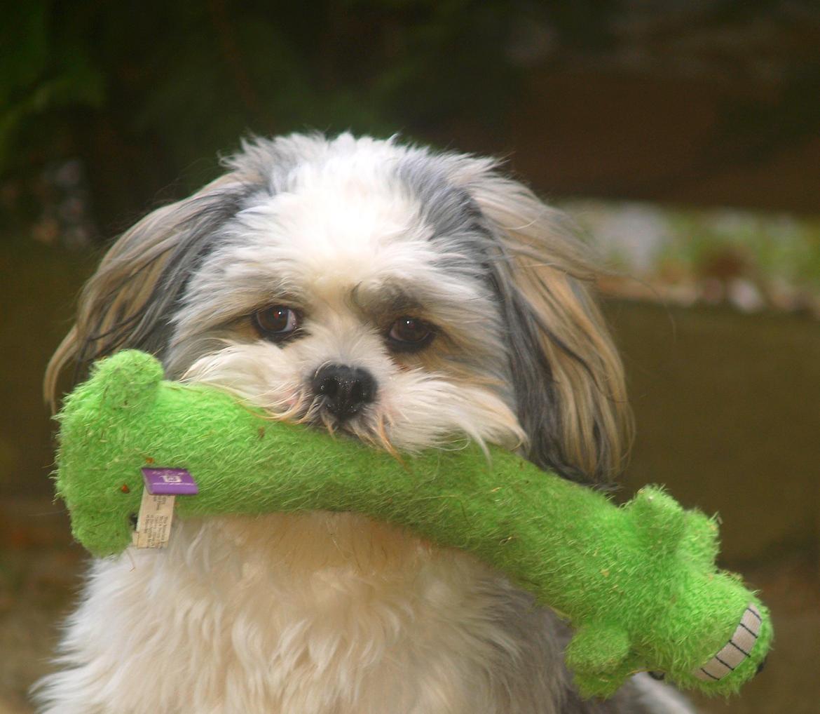 Lhasa apso Tucker billede 36