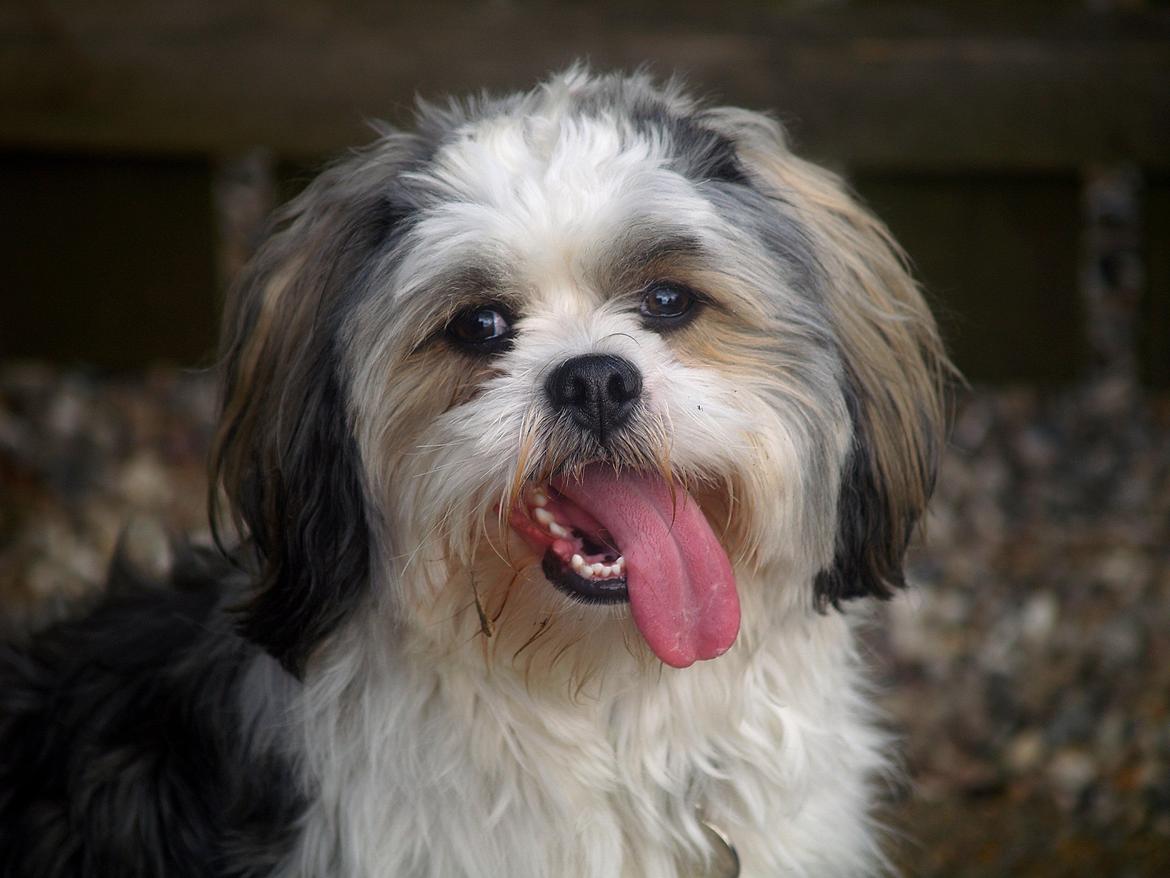 Lhasa apso Tucker billede 31