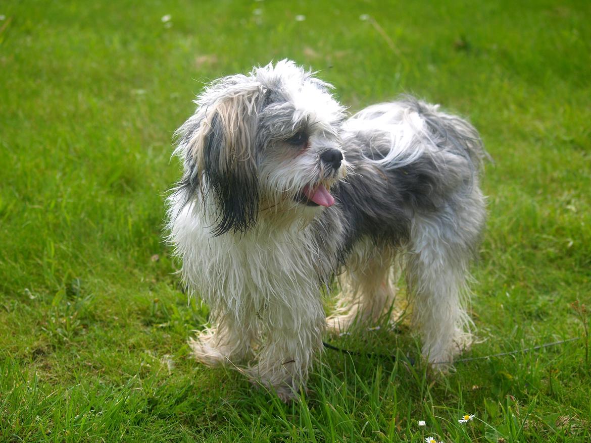 Lhasa apso Tucker billede 26