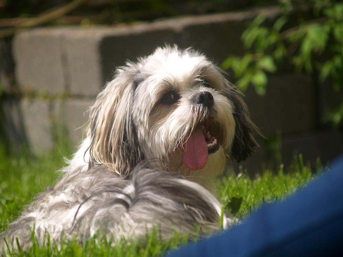 Lhasa apso Tucker billede 22