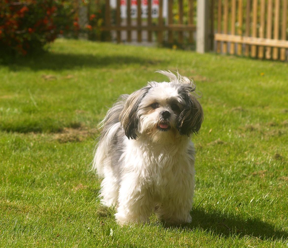 Lhasa apso Tucker billede 21