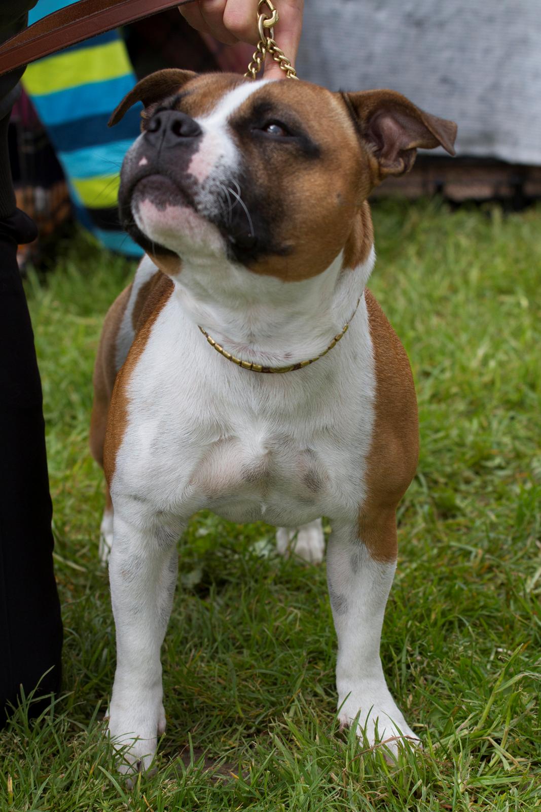 Staffordshire bull terrier Rochamgos Famous Falkner (Hemi) billede 15