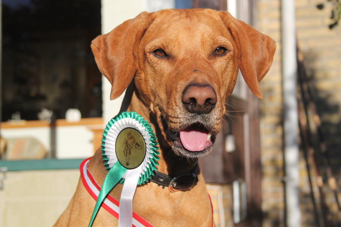 Blanding af racer Molly billede 21