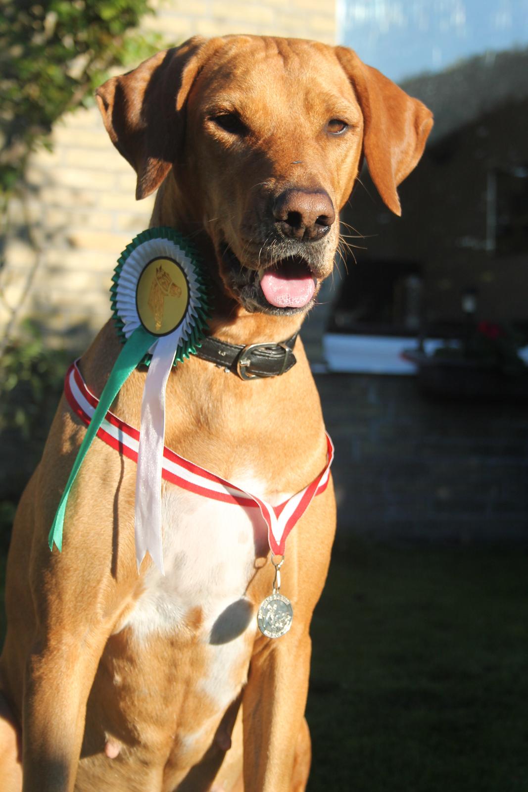 Blanding af racer Molly billede 22