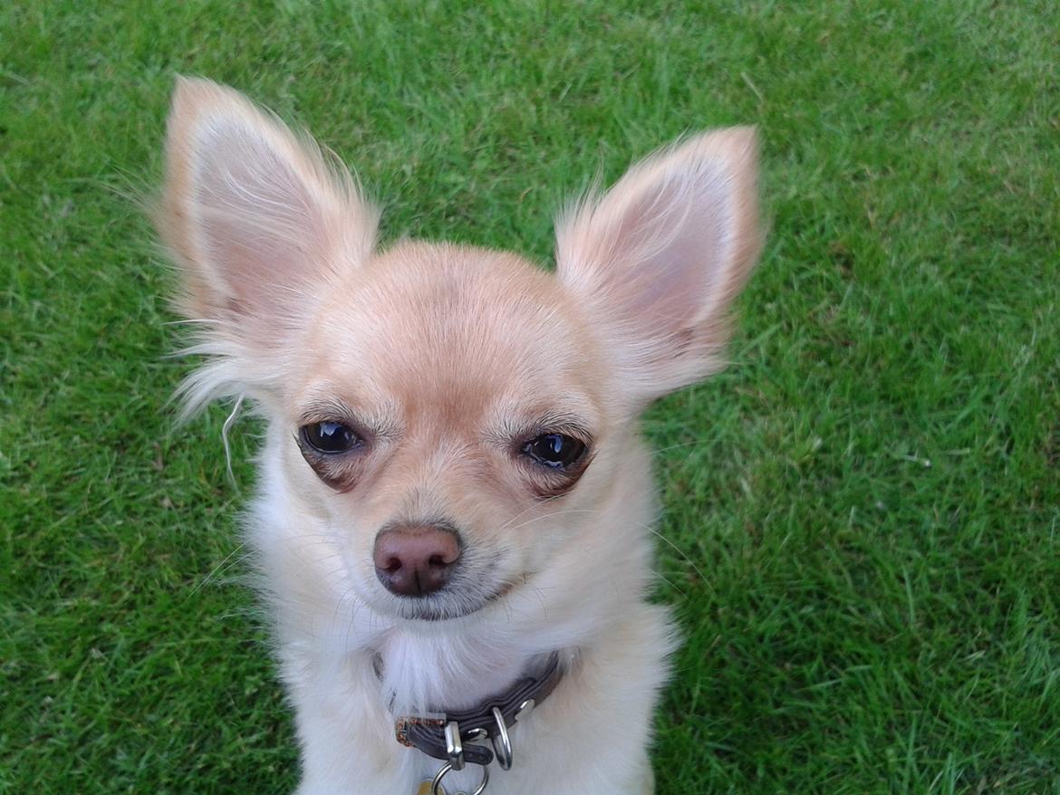 Chihuahua Chi-Royal`s Duchess Damaris billede 19