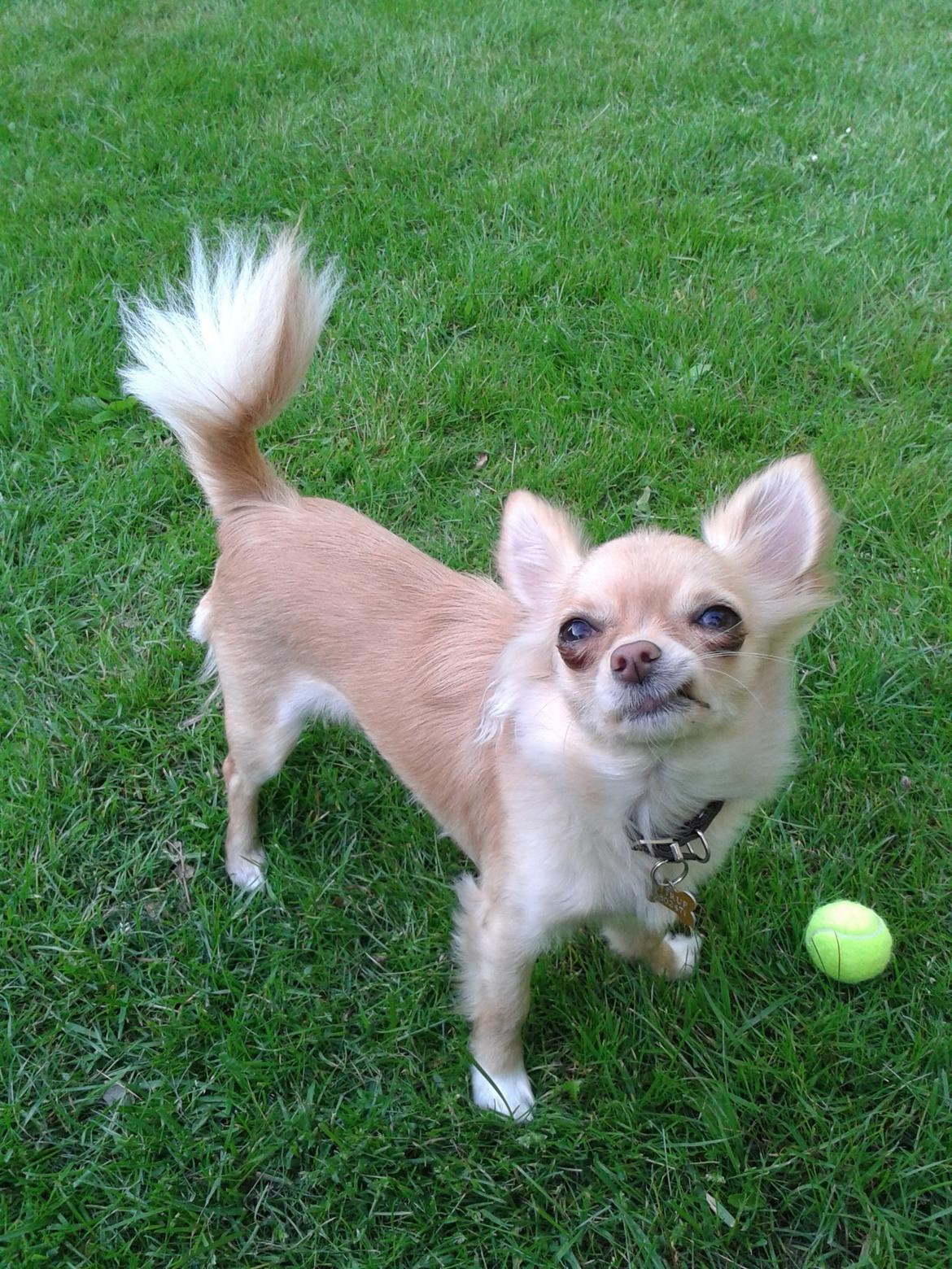 Chihuahua Chi-Royal`s Duchess Damaris billede 20