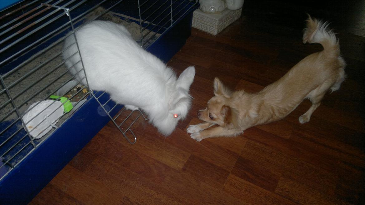 Chihuahua Chi-Royal`s Duchess Damaris billede 21