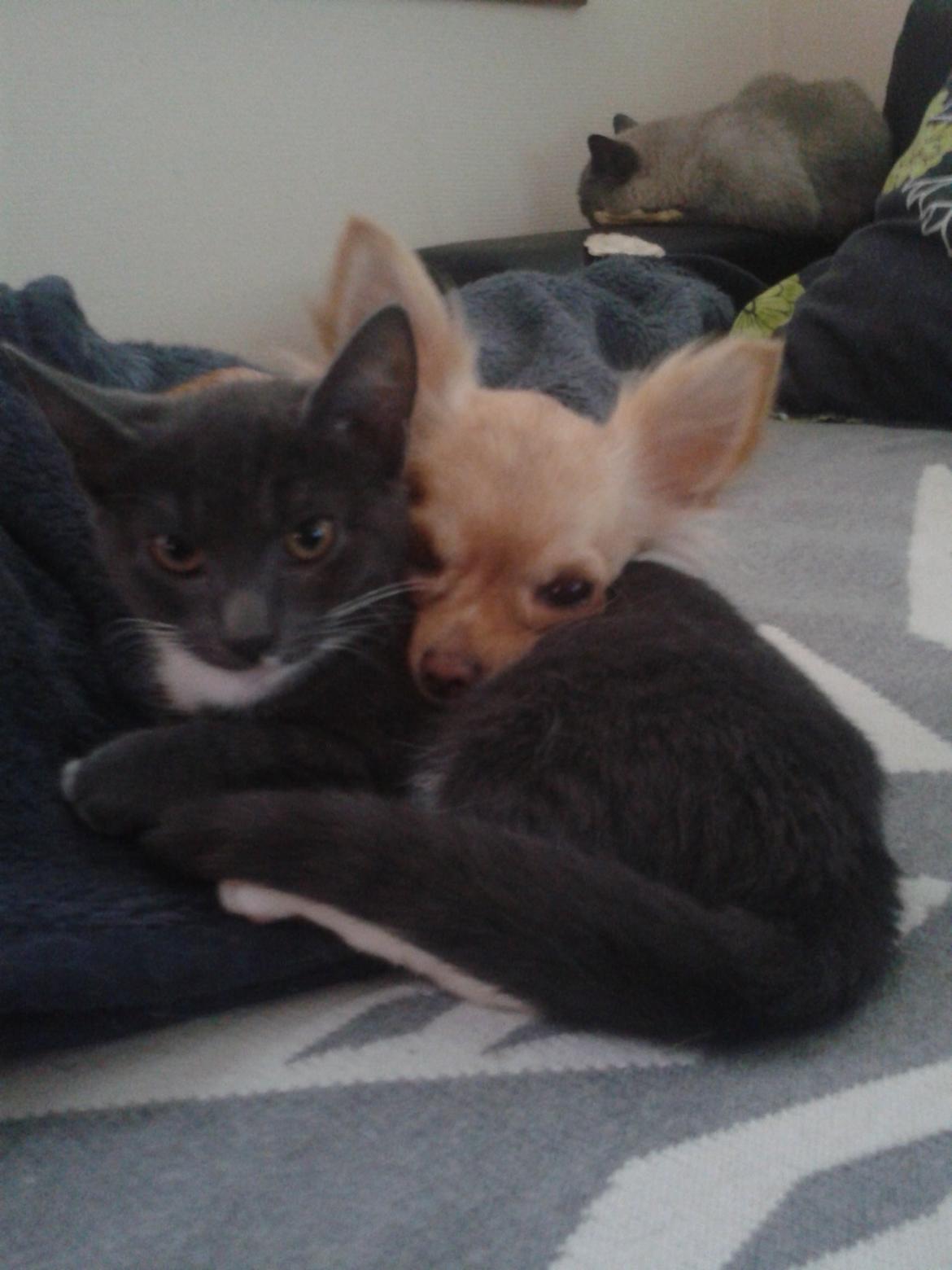 Chihuahua Chi-Royal`s Duchess Damaris billede 22