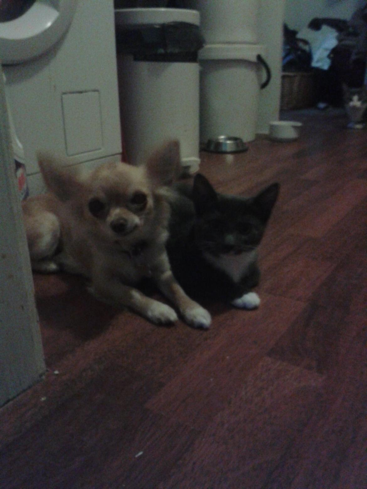 Chihuahua Chi-Royal`s Duchess Damaris billede 23