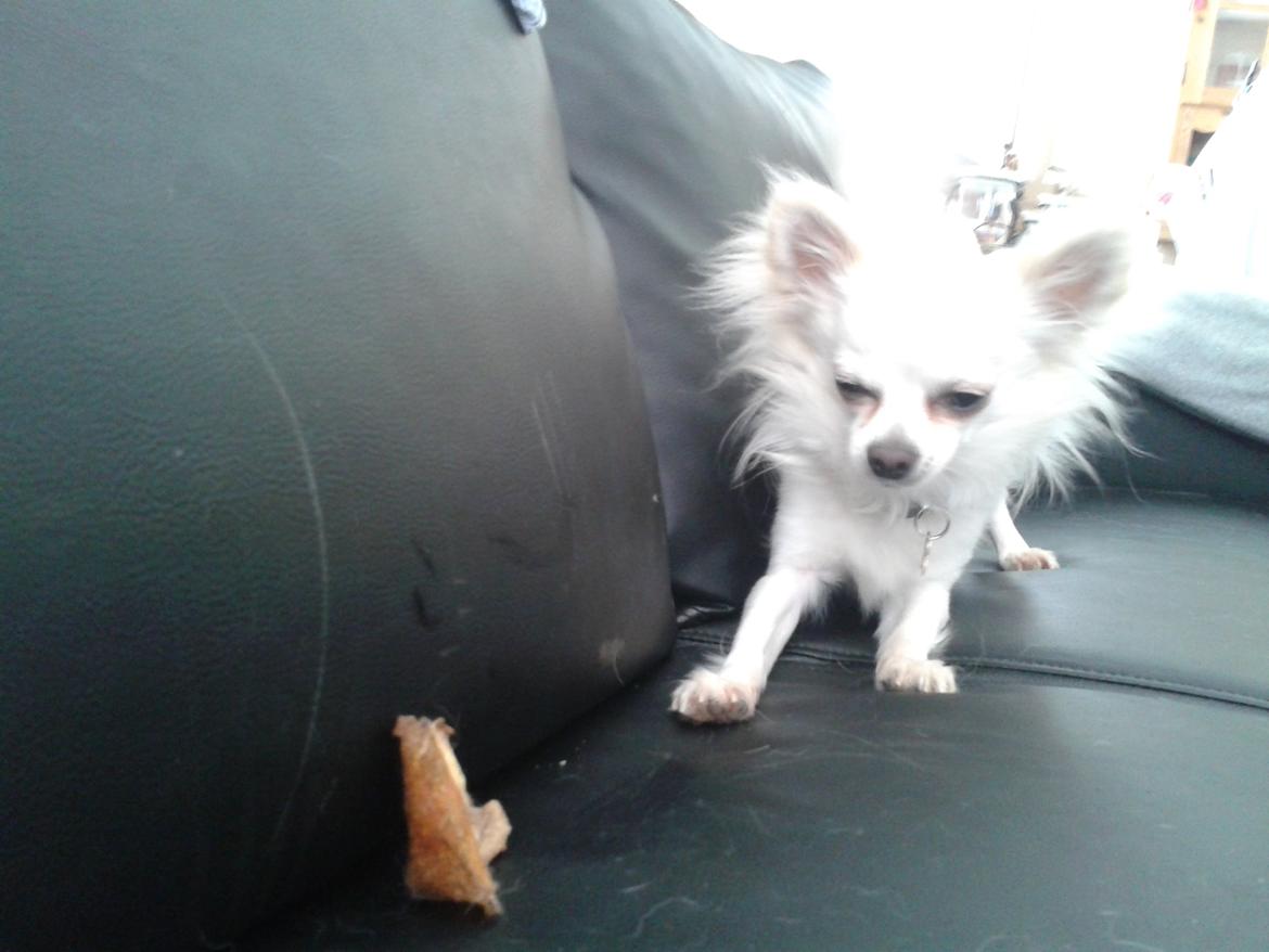 Chihuahua Willi billede 21