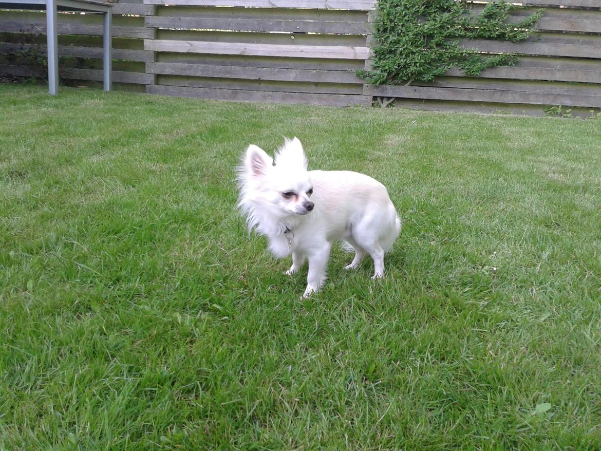 Chihuahua Willi billede 22