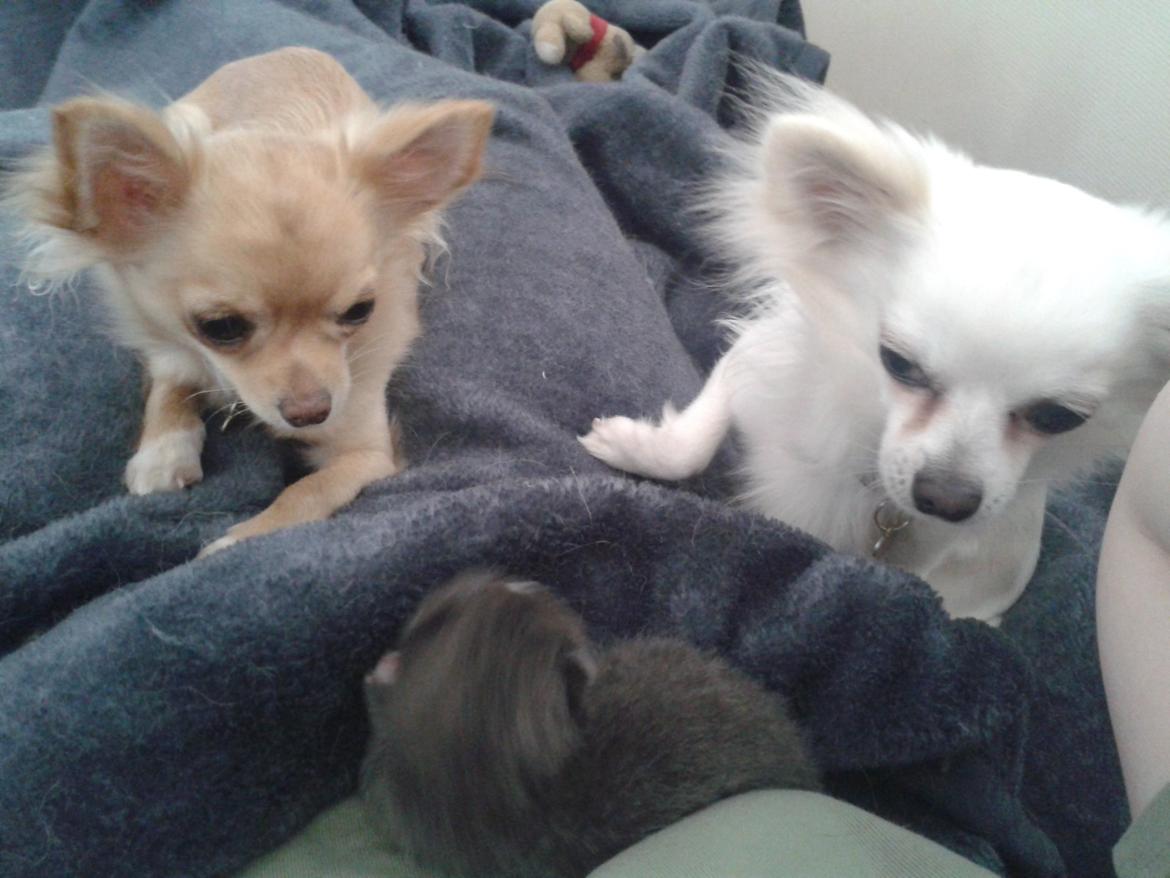 Chihuahua Willi billede 23