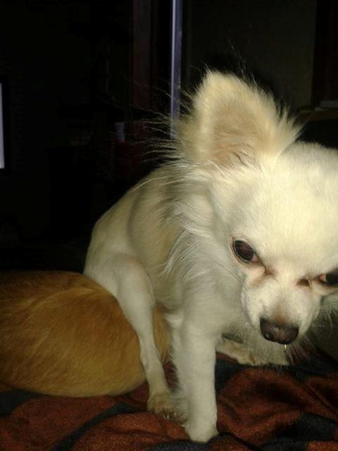 Chihuahua Willi billede 24