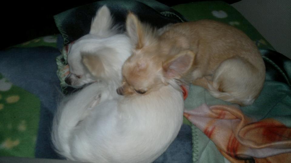 Chihuahua Willi billede 25