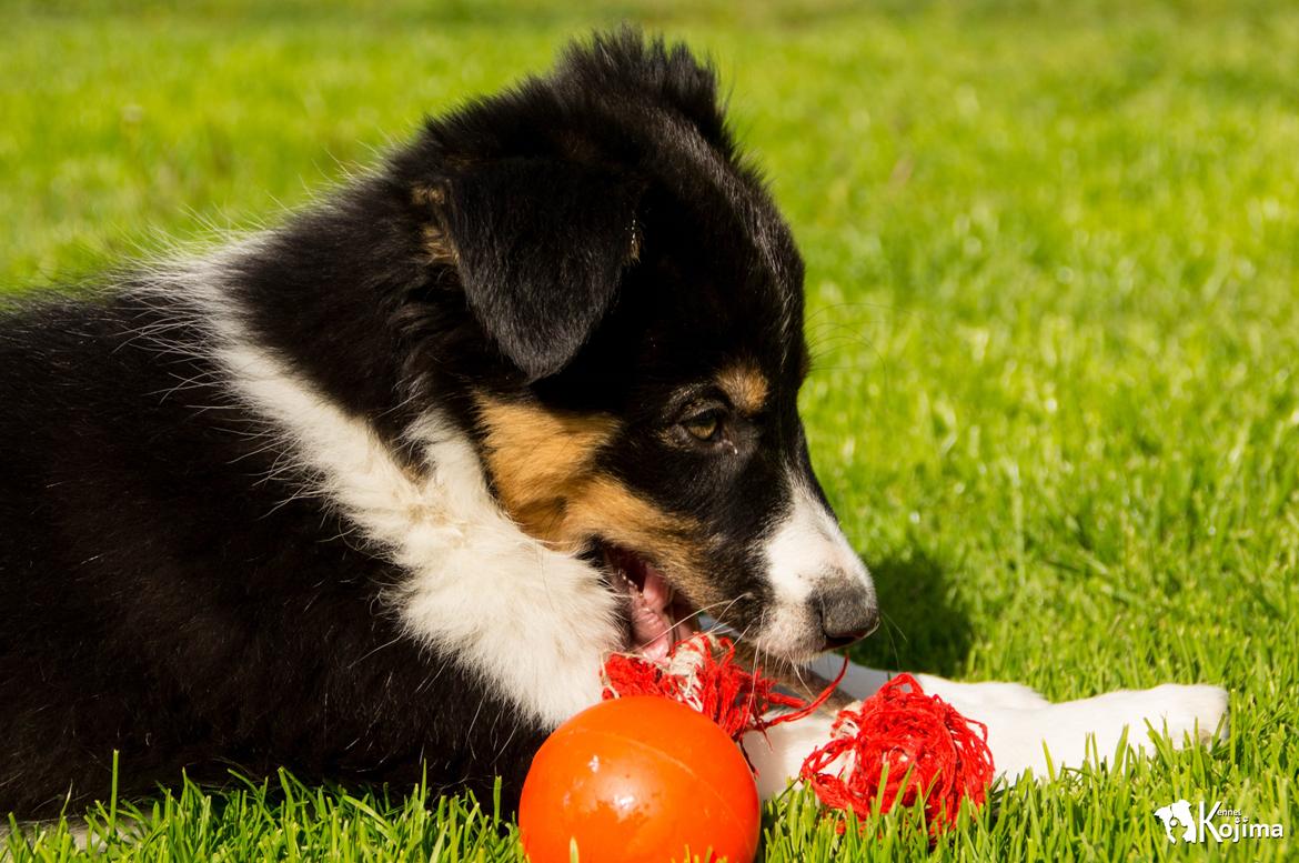 Border collie Sassy billede 3