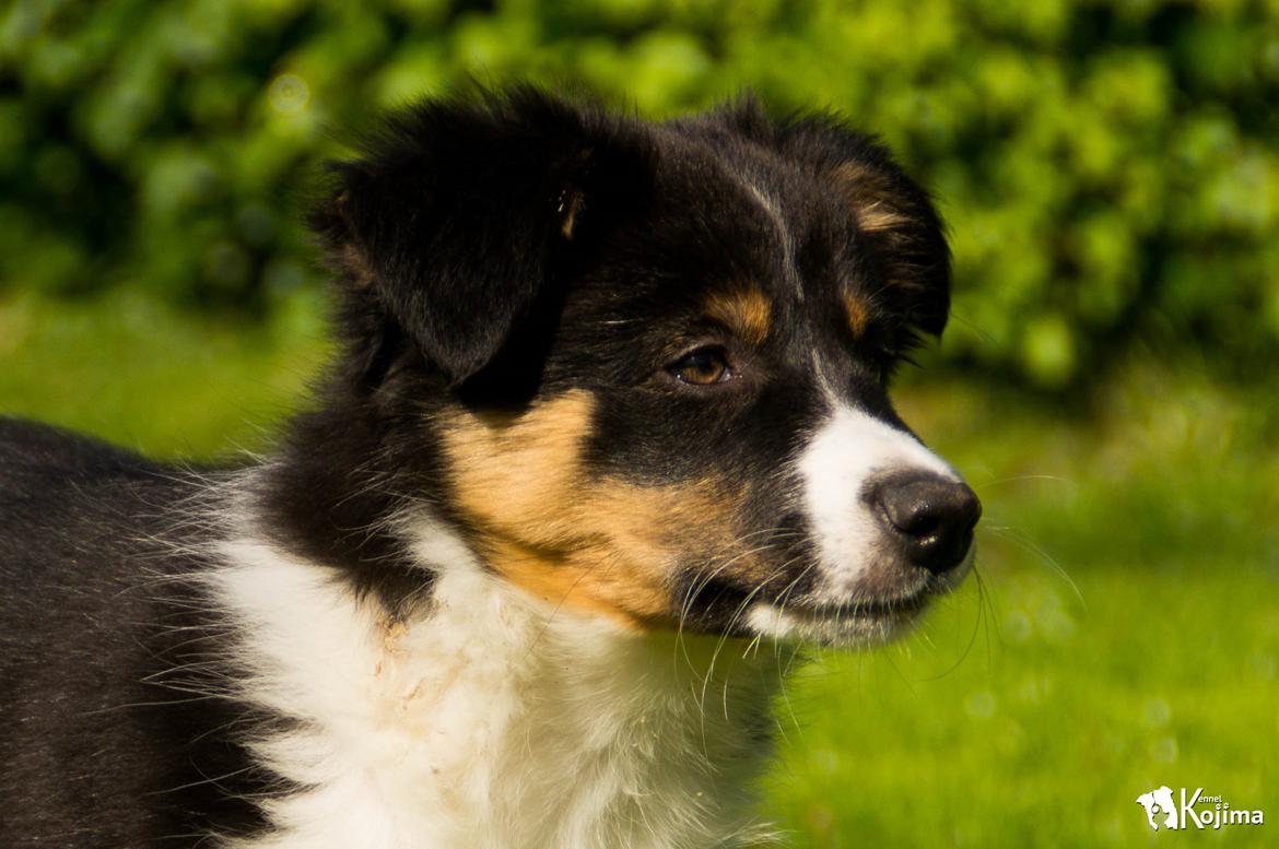 Border collie Sassy billede 1