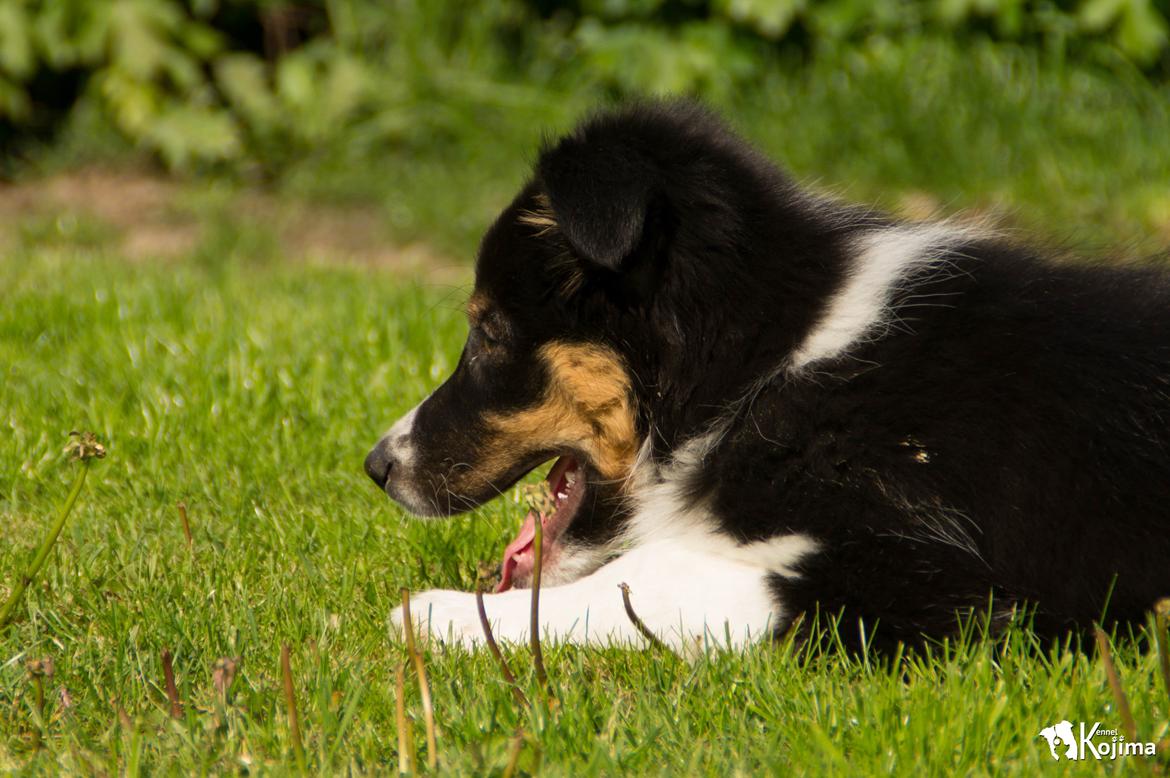 Border collie Sassy billede 4