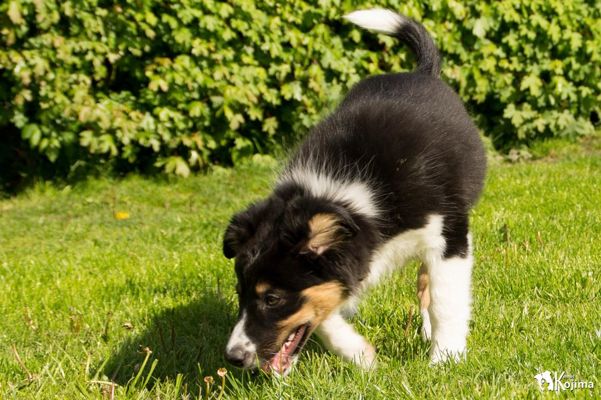 Border collie Sassy billede 2