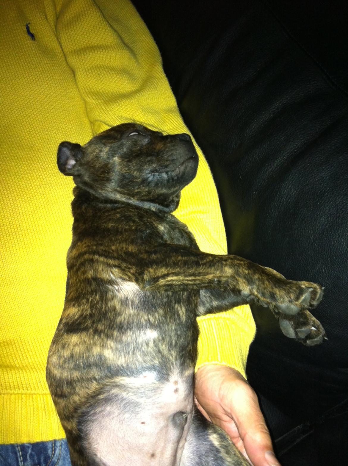 Staffordshire bull terrier Huxi billede 7