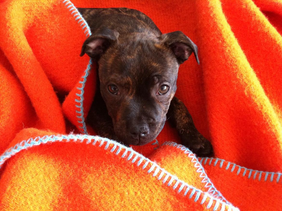 Staffordshire bull terrier Huxi billede 9