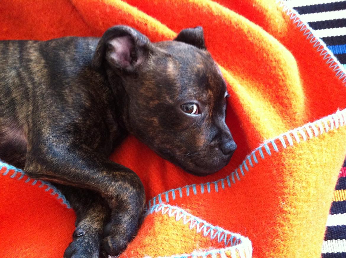 Staffordshire bull terrier Huxi billede 10