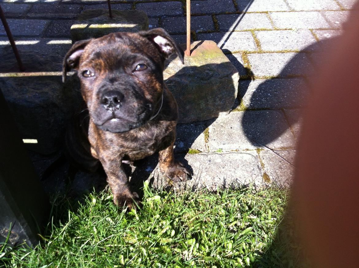 Staffordshire bull terrier Huxi billede 11