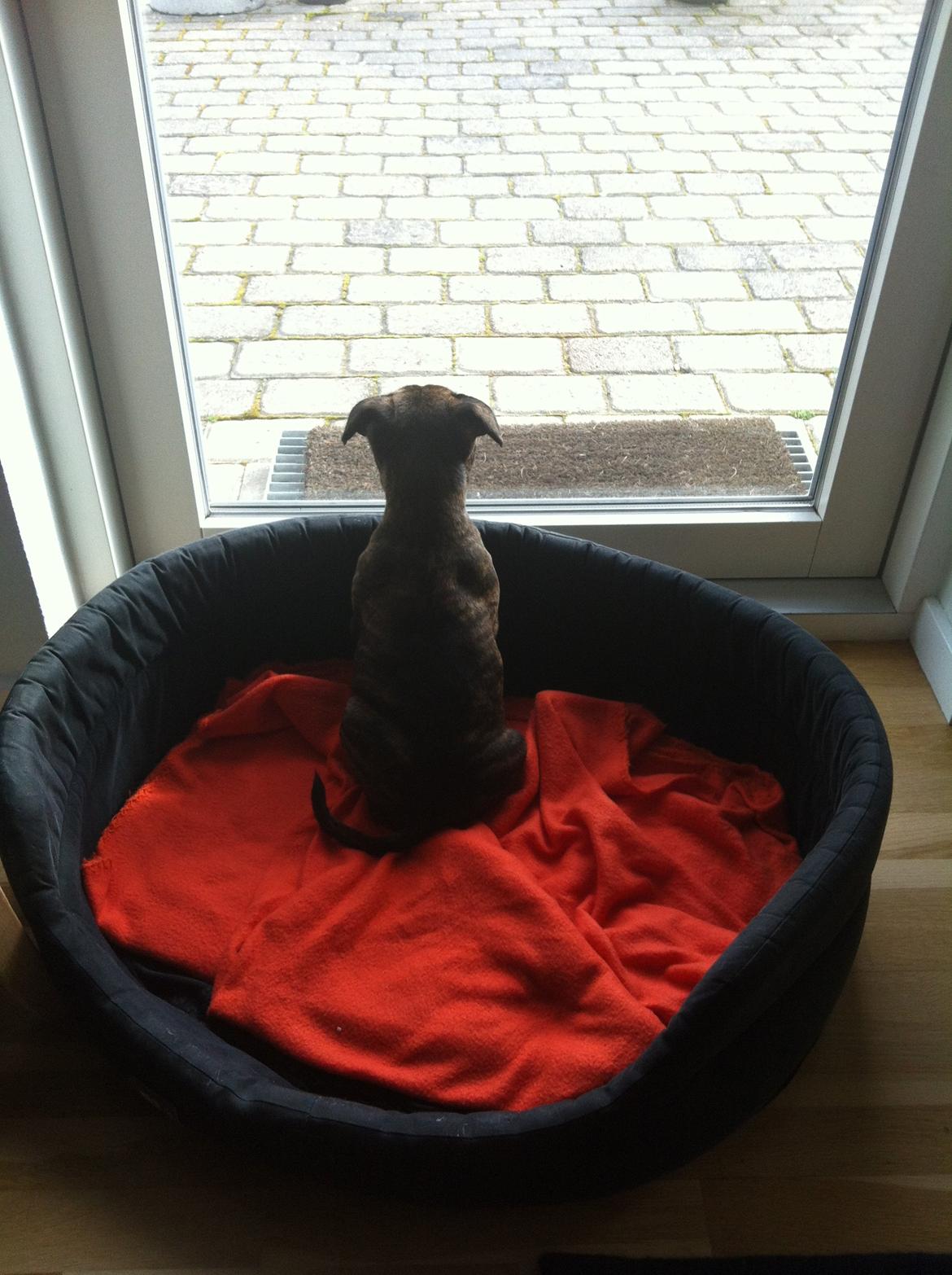 Staffordshire bull terrier Huxi billede 8