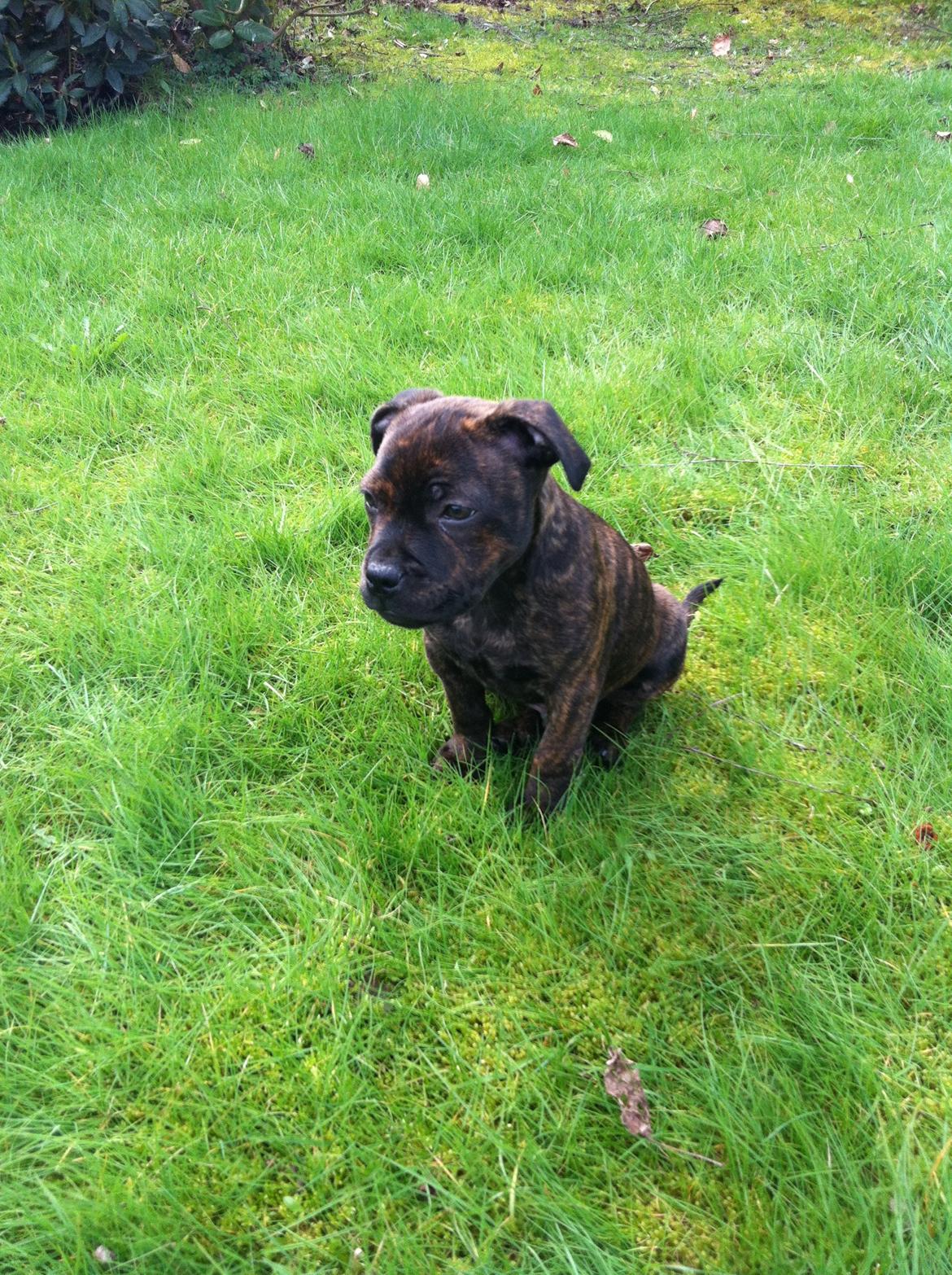 Staffordshire bull terrier Huxi billede 13