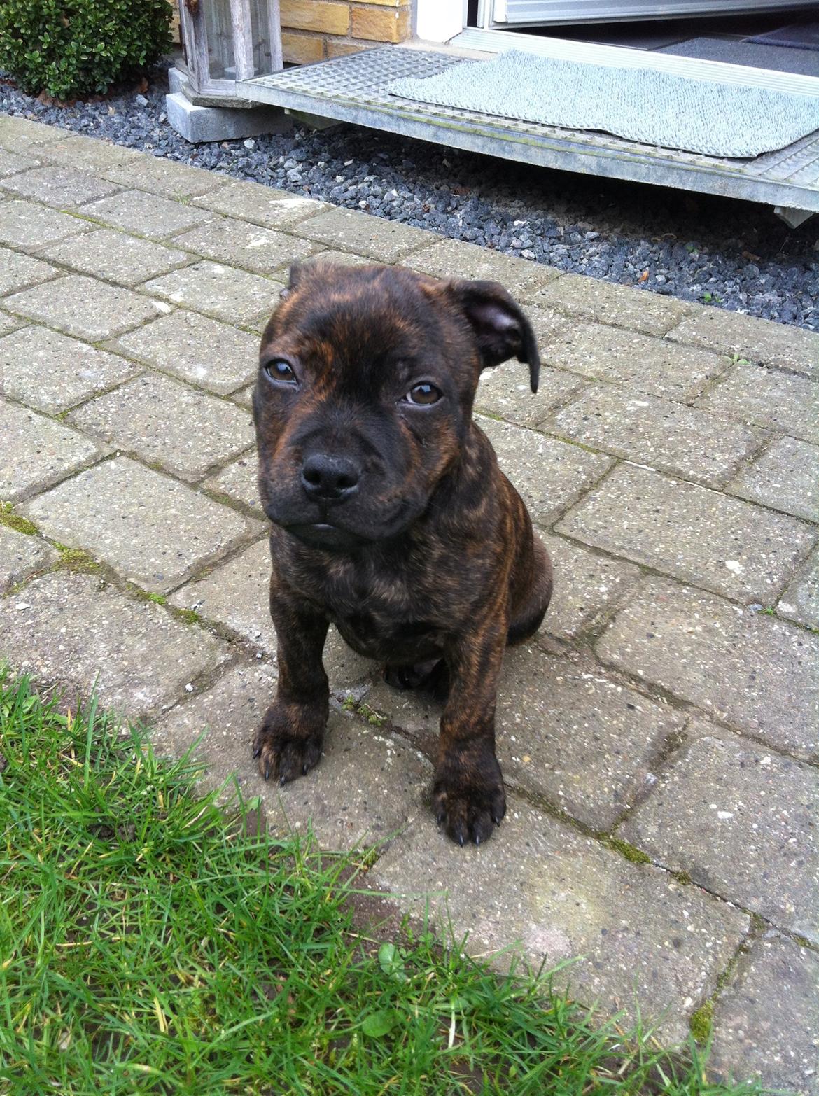 Staffordshire bull terrier Huxi billede 14