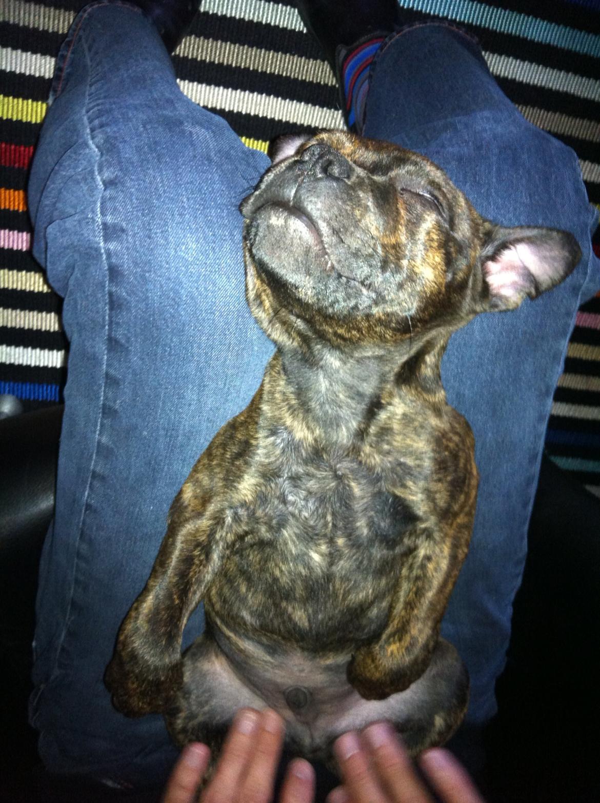 Staffordshire bull terrier Huxi billede 15