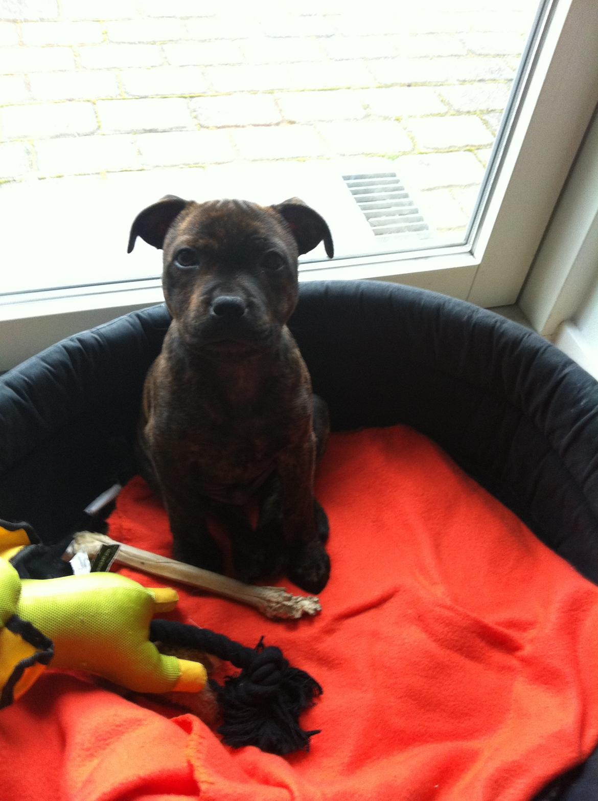 Staffordshire bull terrier Huxi billede 16