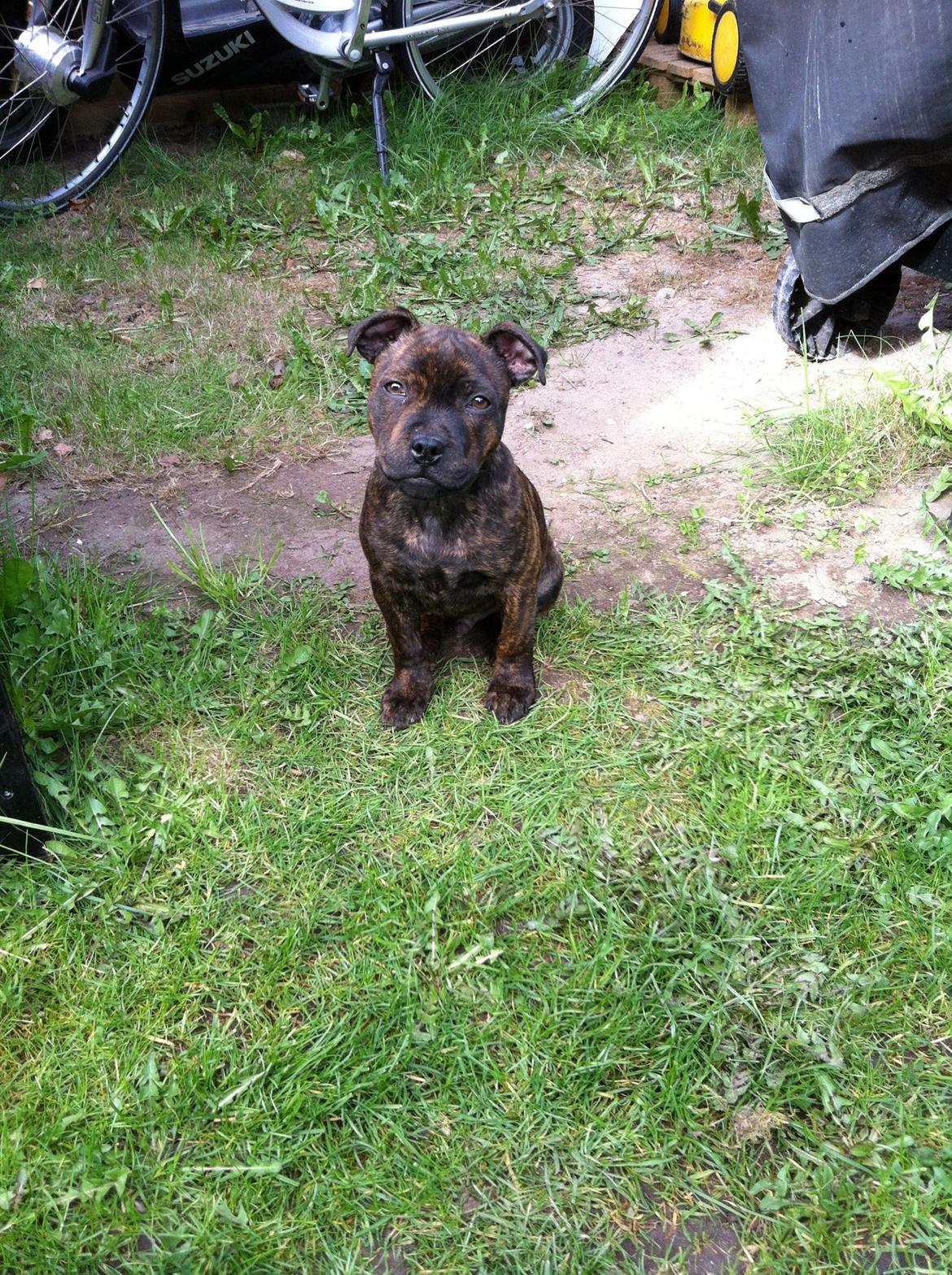 Staffordshire bull terrier Huxi billede 17