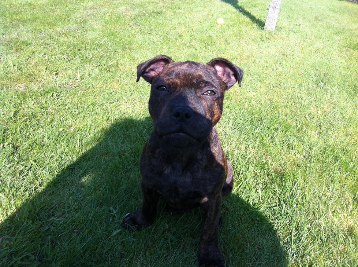 Staffordshire bull terrier Huxi billede 18