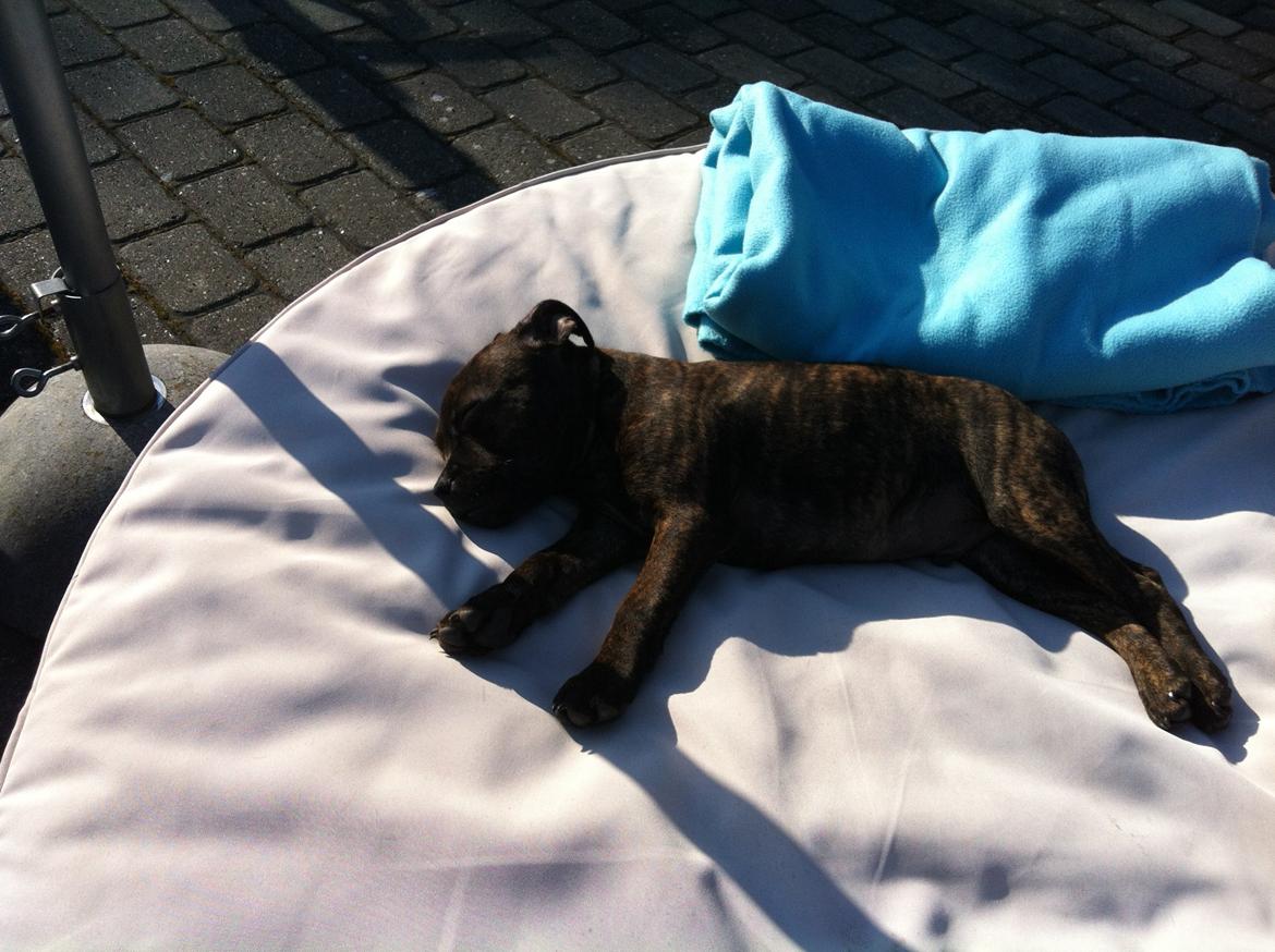 Staffordshire bull terrier Huxi billede 19